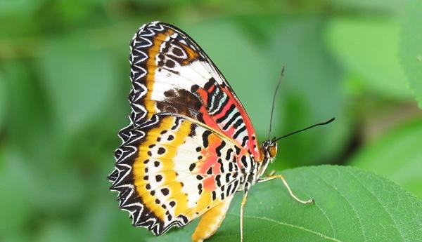 野外自然里的珍稀昆虫蝴蝶图片