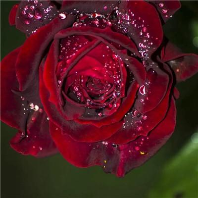 好看的玫瑰花头像图片大全 适合做头像的玫瑰花图片唯美_微信头像