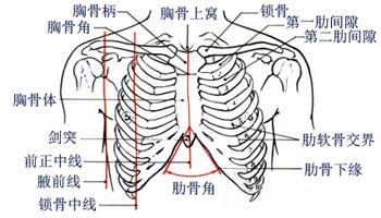 正常人体胸骨解剖图人体解剖图