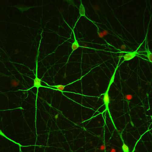 人运动神经元细胞_霍德生物