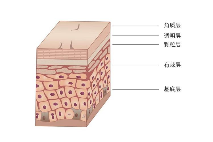 皮肤结构图 五层