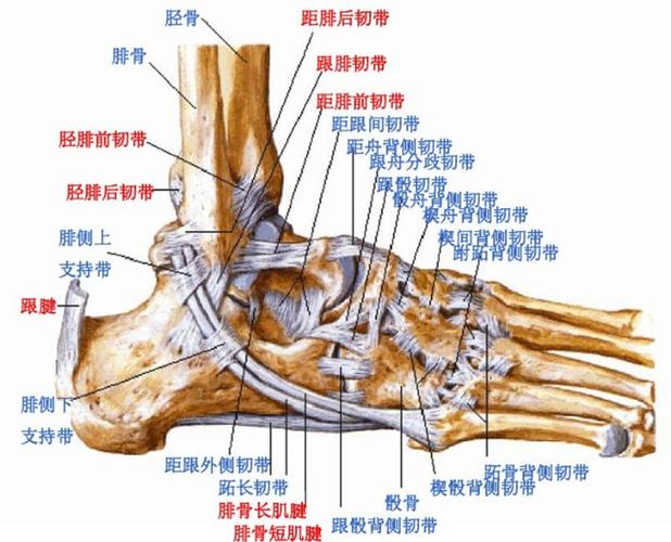 踝关节mri解剖及7种常见损伤类型!|踝关节|三角骨|腓韧带|-健康界
