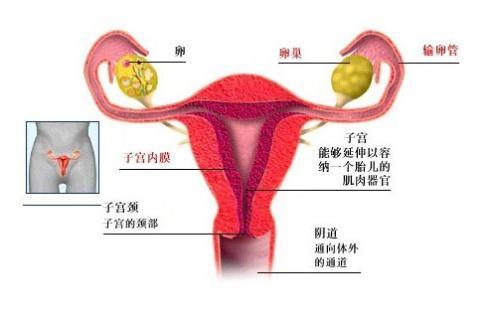昌江医疗集团县人民医院妇科联合普外科成功救治一名卵巢囊肿合并输尿