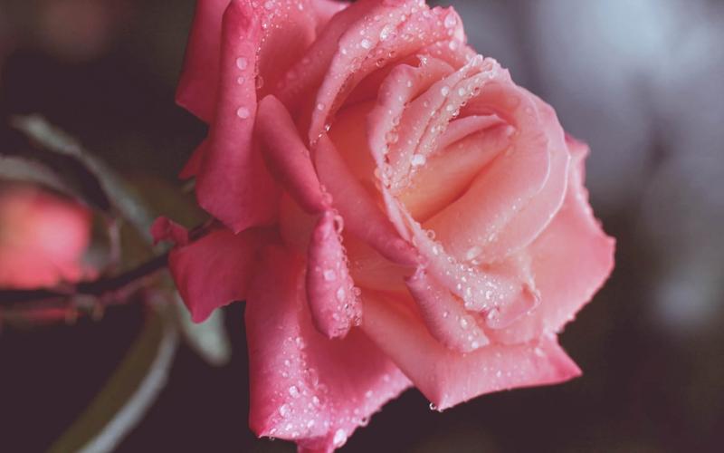 下一张 简介 小编给大家带来一组娇艳迷人的玫瑰花高清图片桌面壁纸