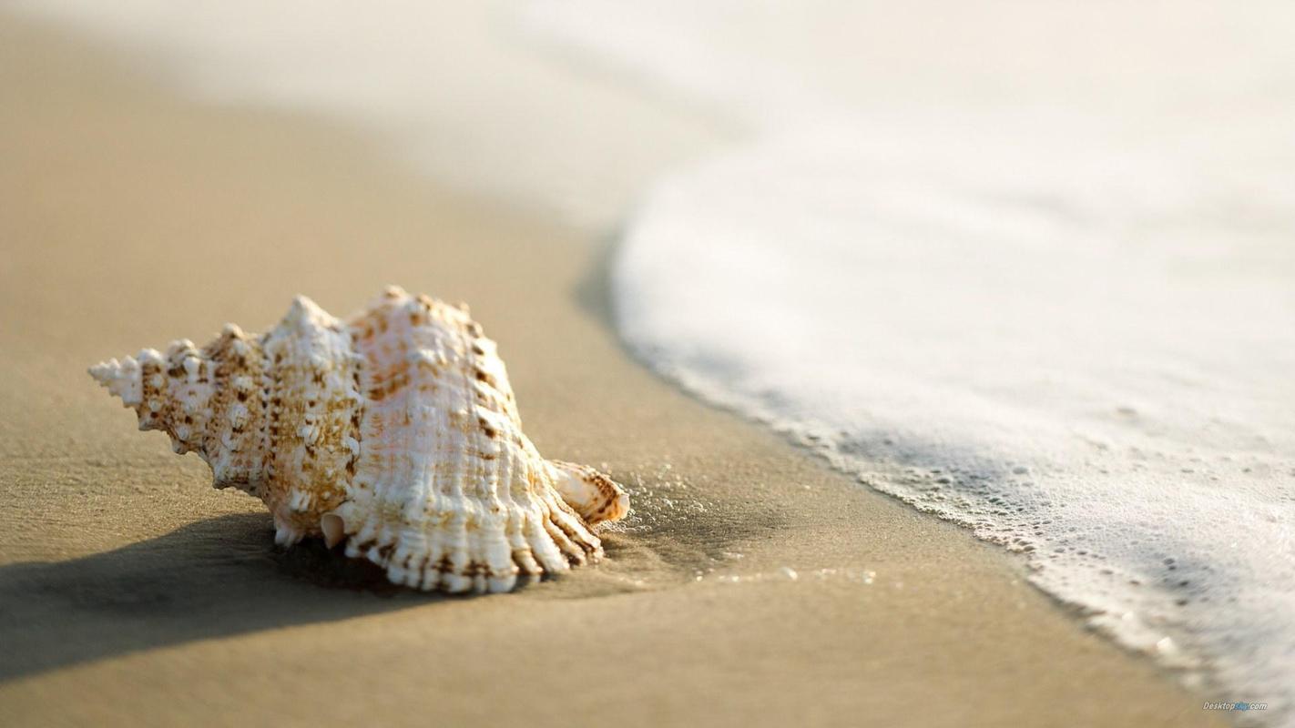 夏季小清新唯美意境沙滩贝壳高清特写桌面壁纸