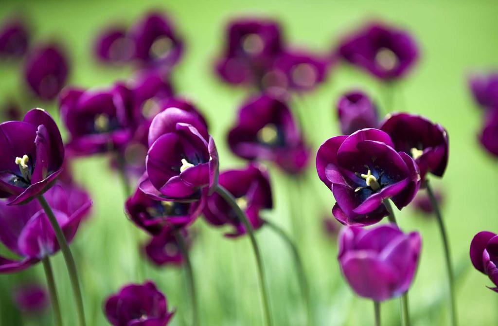 紫色郁金香,高清图片-壁纸族