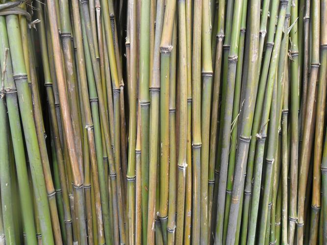 小山竹苦竹肉厚眼小韧性好适用于蔬菜搭架菜架竹