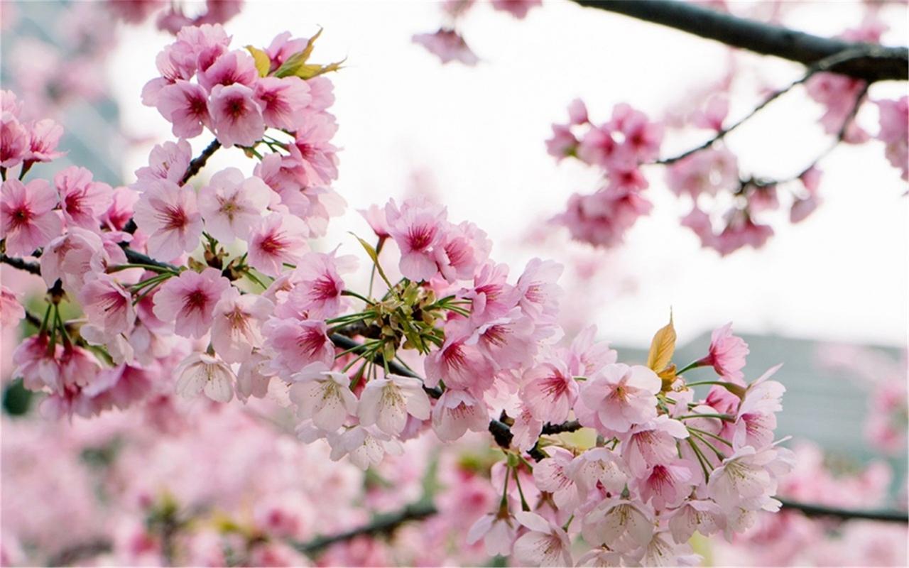 唯美粉嫩的樱花高清桌面壁纸