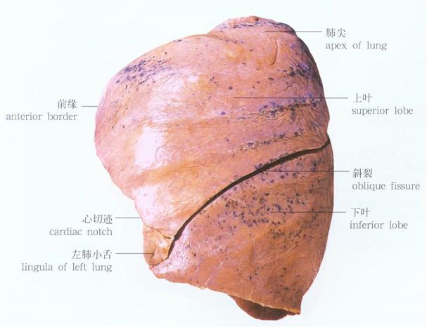 人体左肺解剖示意图-人体解剖图
