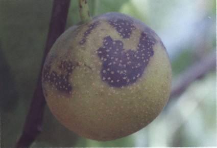 果农学会这些管理方法,轻松解决梨黑斑病在梨树上的危害难题!