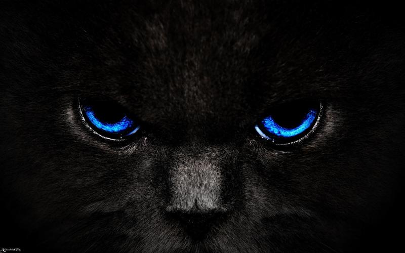 壁纸猫,眼睛,蓝色,一瞥,黑暗高清:宽屏:高清晰度:全屏
