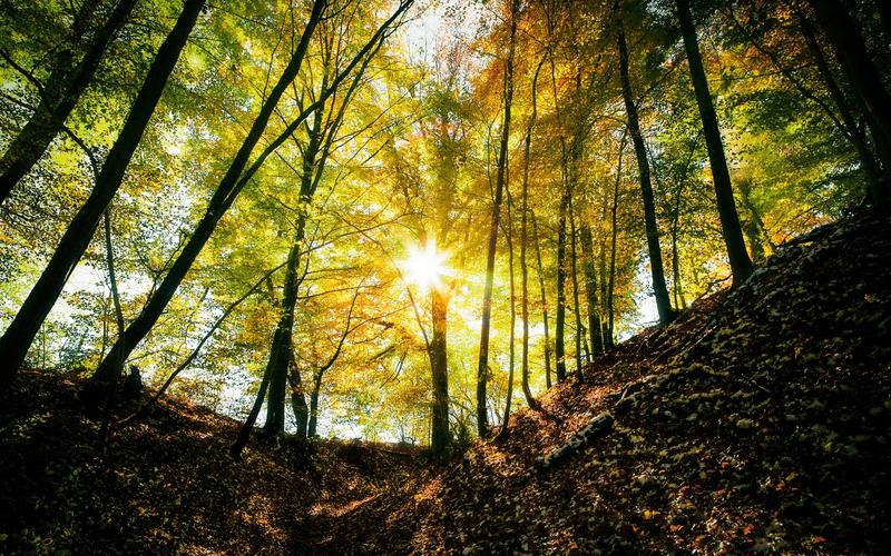 秋天的森林,树木,光,太阳的光线 640x1136 iphone 5/5s/5c/se 壁纸