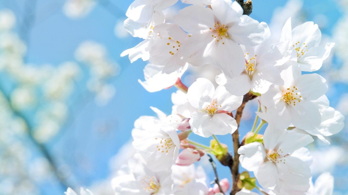壁纸 春天白色樱花盛开