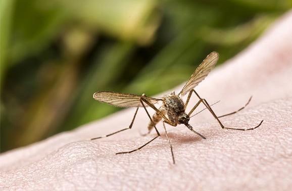 儿科医生说-夏季蚊虫来袭,如何保护您的宝宝?