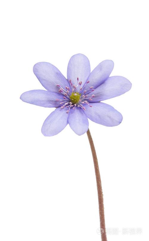 肝黄斑-春天第一朵花