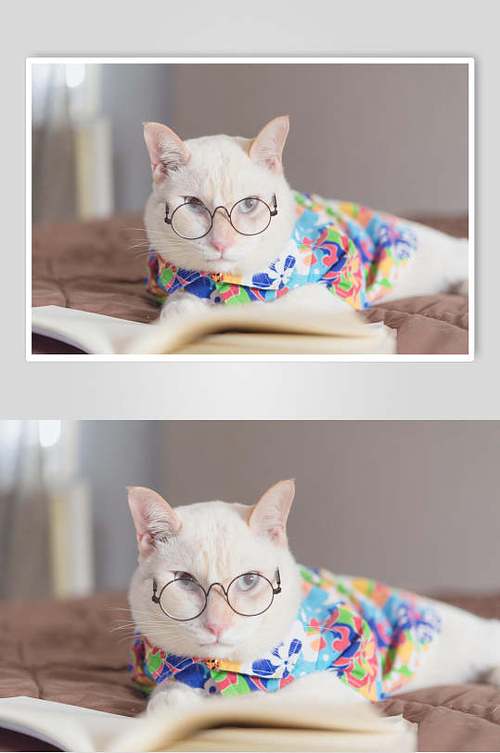 戴眼镜猫咪摄影图片