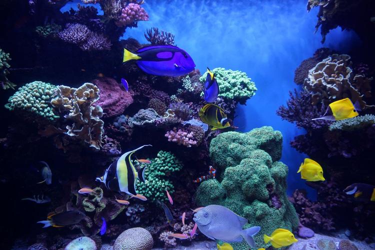 五彩斑斓海底世界图片,高清图片