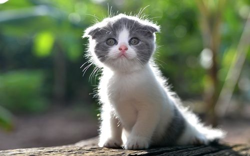 可爱的小猫,毛茸茸的猫 壁纸