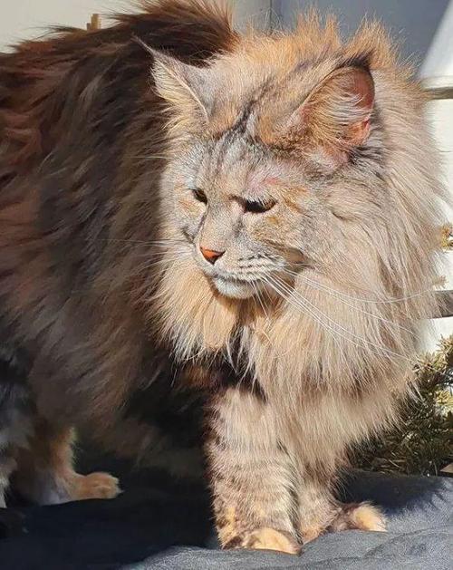网友养了一只缅因猫长得超像大狮子厉害了