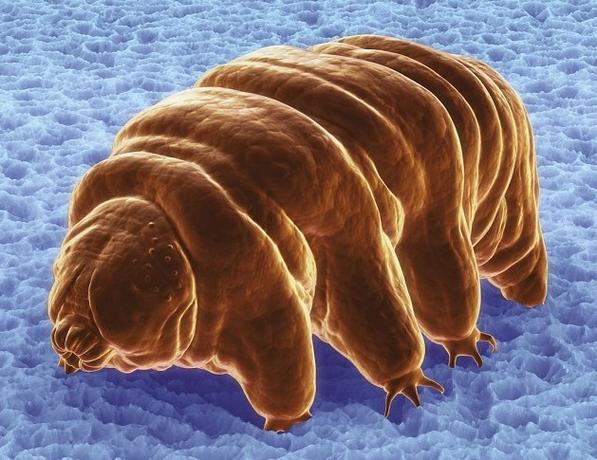科学家复活水熊虫:耐冻耐干耐寒被疑为外星生物