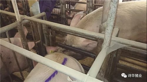 批次化生产管理|(二)后备母猪的驯化与饲养管理