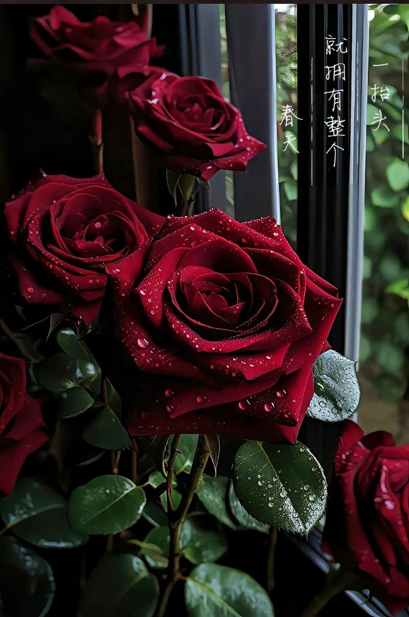 浪漫黑巴克玫瑰