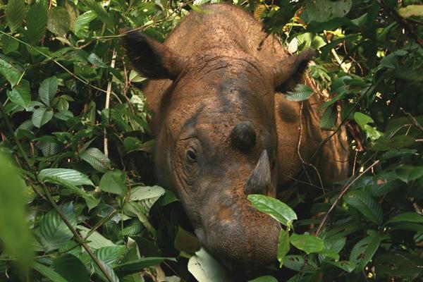 苏门答腊犀牛是不可思议的发声动物,它们能发出一系列不同的声音.