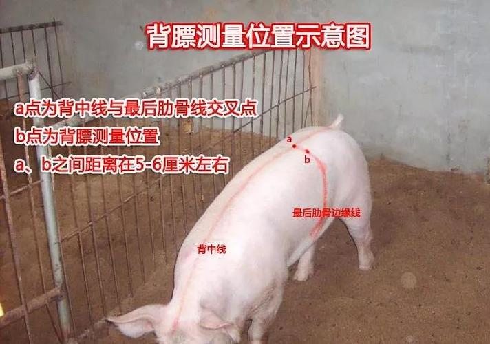 如何使猪用b超机做受孕,背膘的检查