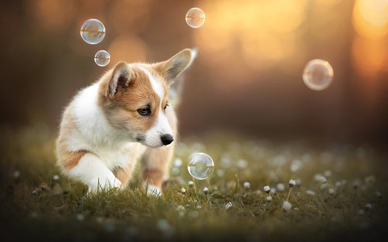 壁纸 可爱的小狗玩气泡