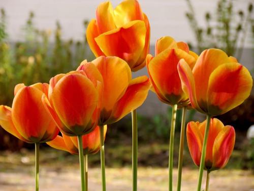 郁金香,tulpenbluete,春天,橙色,开花,绽放,郁金香地