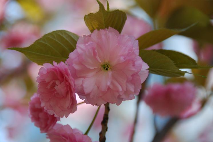 互动问答| 你有哪些愿意分享的樱花的照片?