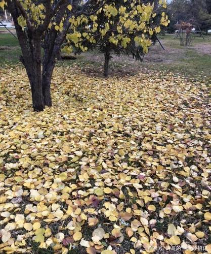 呼和浩特市的叶子掉在地上