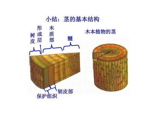 小结:茎的基本结构 形 树成 皮层 木 质 部 木本植物的茎 髓 保护组织