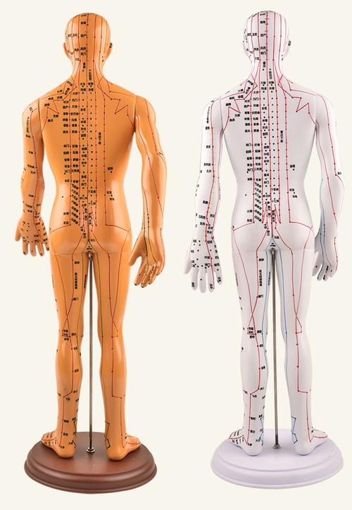 中医经络针灸人模人体穴位图模型人全身家用十二硅胶扎针练习皮人 70