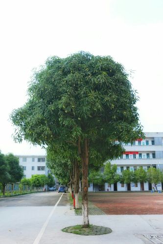 校园里的扁桃树