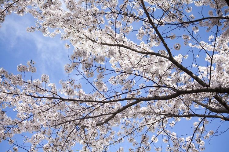 春日樱花树图片,高清图片