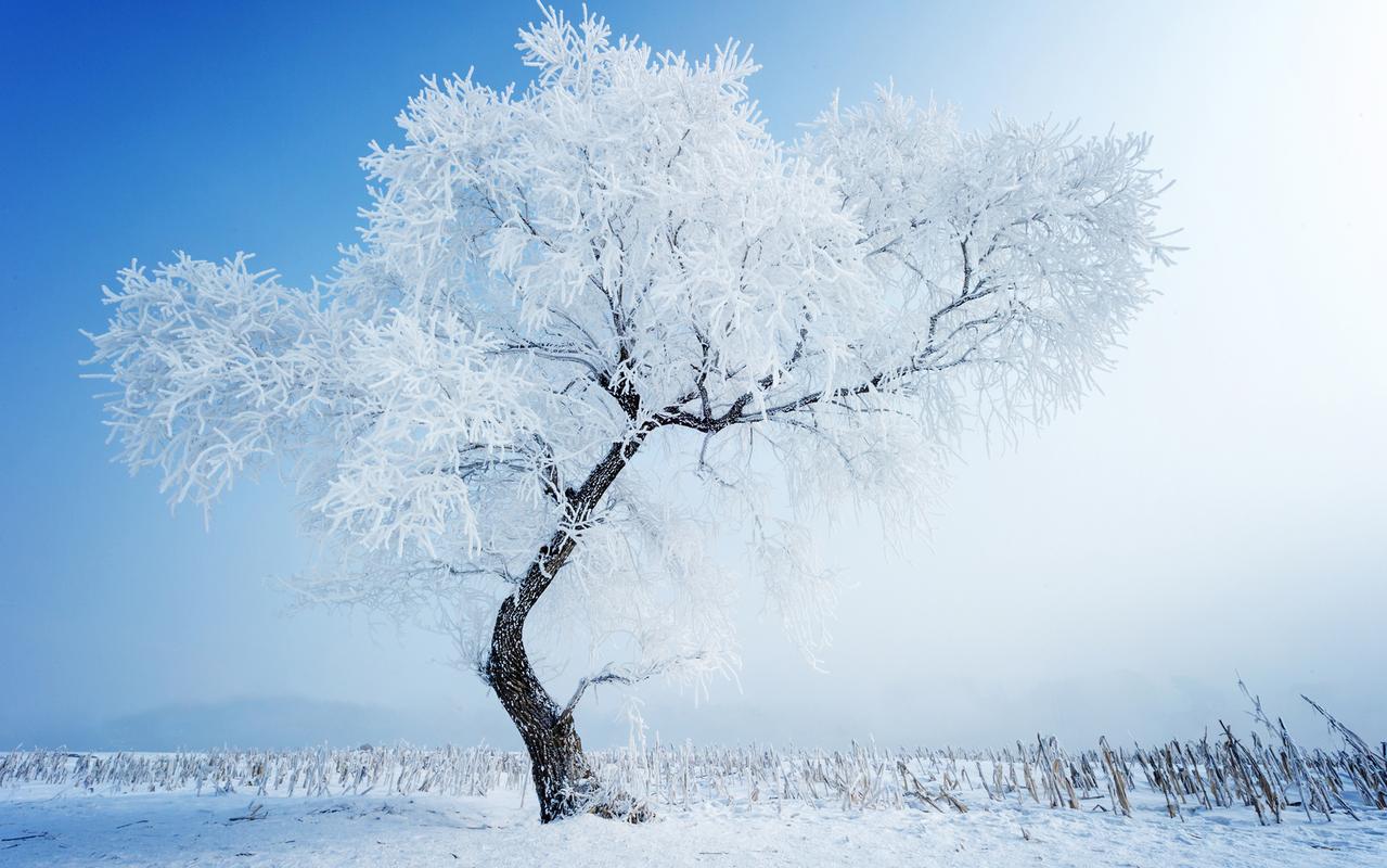 高清雪景图片合集冬天唯美意境宽屏电脑桌面壁纸下载