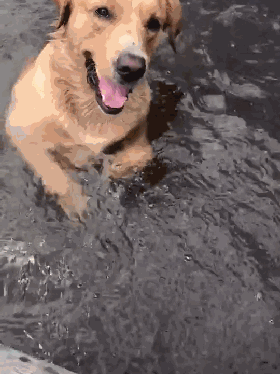 金毛在河里游泳,主人打算喊它上岸,看到狗的动作时感到不可思议