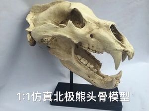北极熊头骨仿真动物1比1模型骨骼剑齿虎美洲豹恐龙化石模型包邮