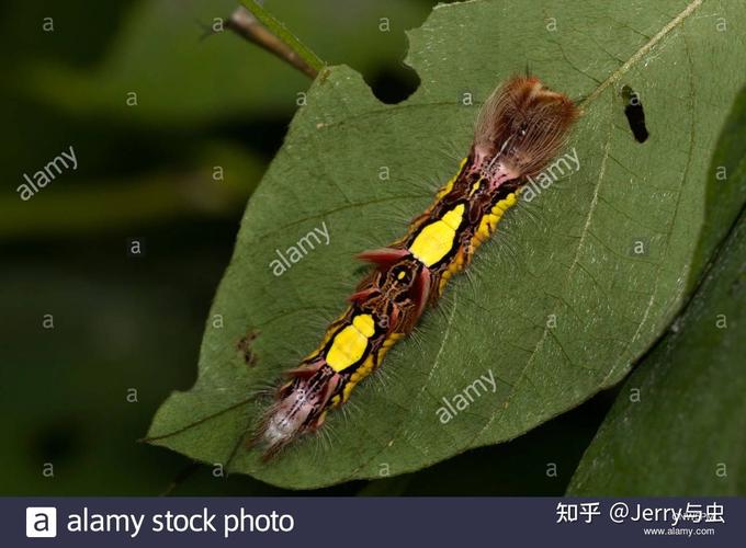 光明女神蝶的幼虫是什么样子的