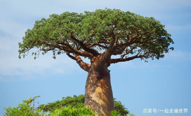 非洲有一种树,树干又粗又大,如同一个天然的大酒桶