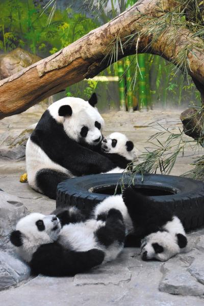 熊猫三胞胎