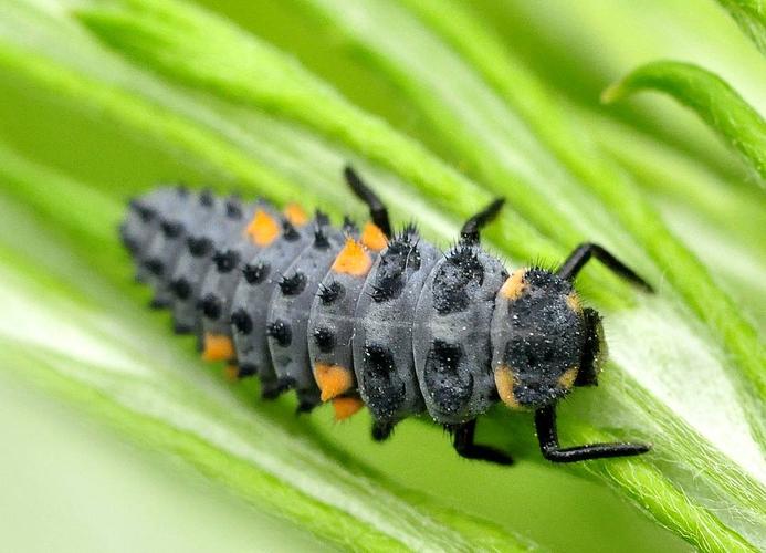 看样子是某种甲虫的幼虫,比较瓢虫的,但应该不是七星瓢虫的,它的幼虫
