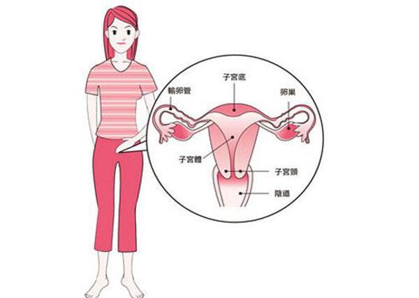 女性卵巢的位置在哪里_医学图库_99健康网卵巢位置_图片_互动百科卵巢