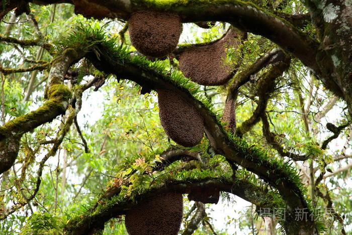蜂巢挂在一棵树