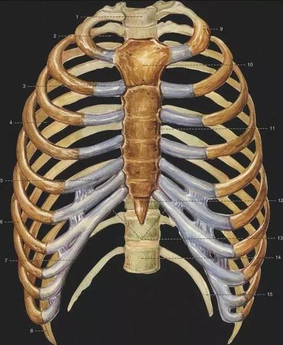 专栏】心肺康复百科系列之呼吸系统解剖第二讲—胸廓骨性组成_胸骨