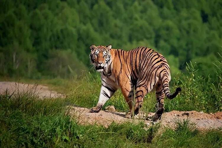 揭秘老虎最珍贵的5平米领地之谜_保护_物种_栖息地