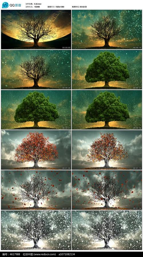 树四季变化动态视频素材