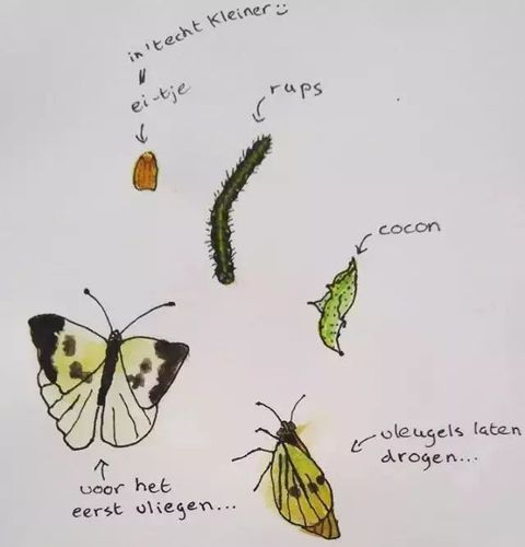 菜粉蝶(cabbage white butterfly)孩子们养的12只菜粉蝶,一早晨有八只