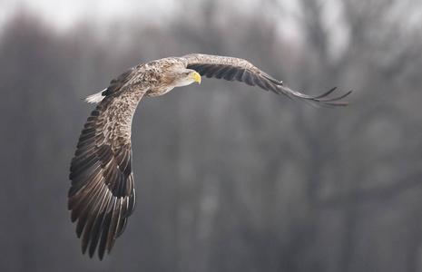 白尾鹰在自然栖息地飞翔照片